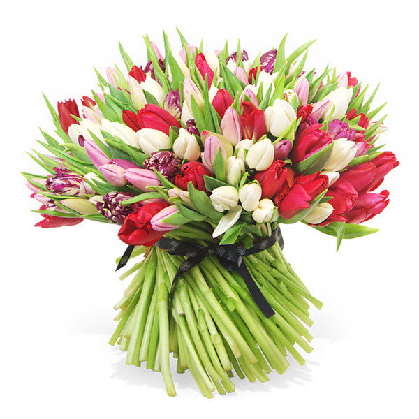 120 Purple, Pink and Red Tulips