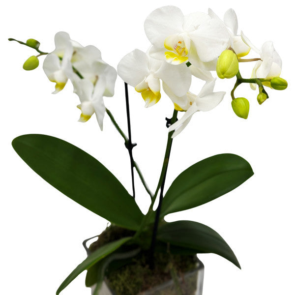 Petite White Orchid in Glass Cube