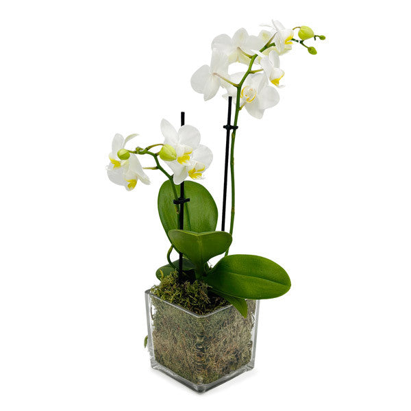 Petite White Orchid in Glass Cube