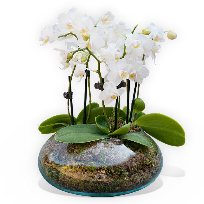 White Orchidea Glass Vase