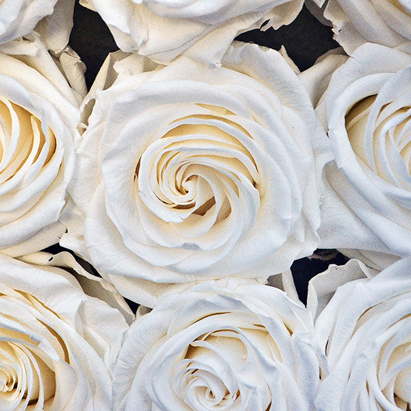 Infinity White Roses in a Black Box