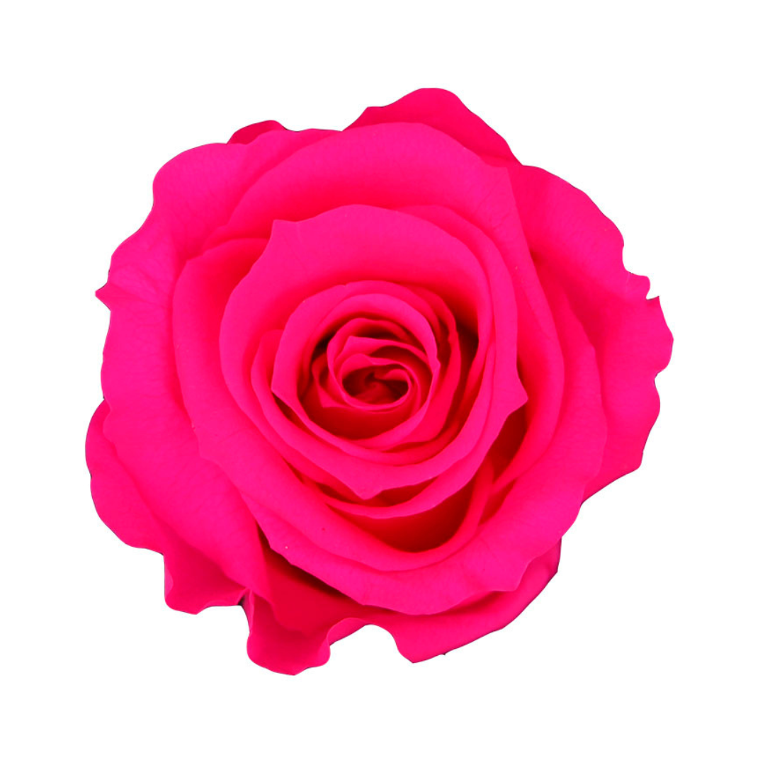 Hot Pink Infinity Rose Short Stem