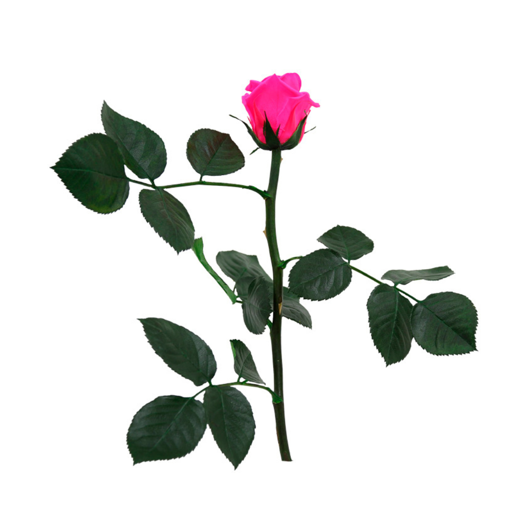Hot Pink Infinity Rose Short Stem