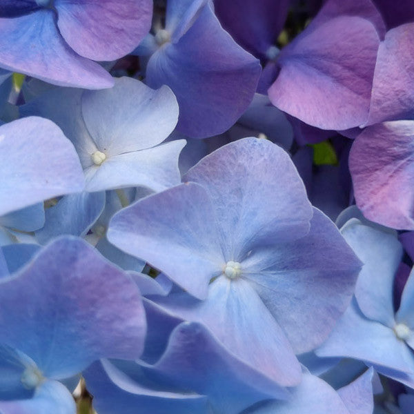 Lavender Blue Hydrangea