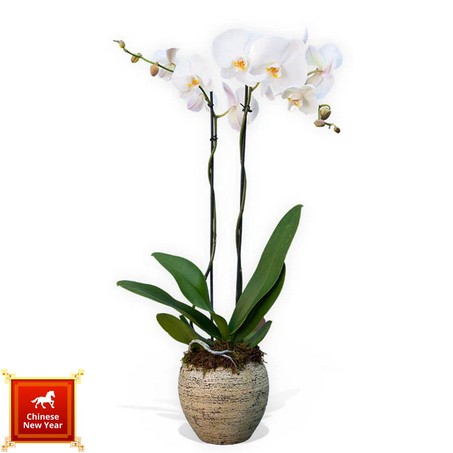 Pearl Orchid Glow - 福蘭映雪