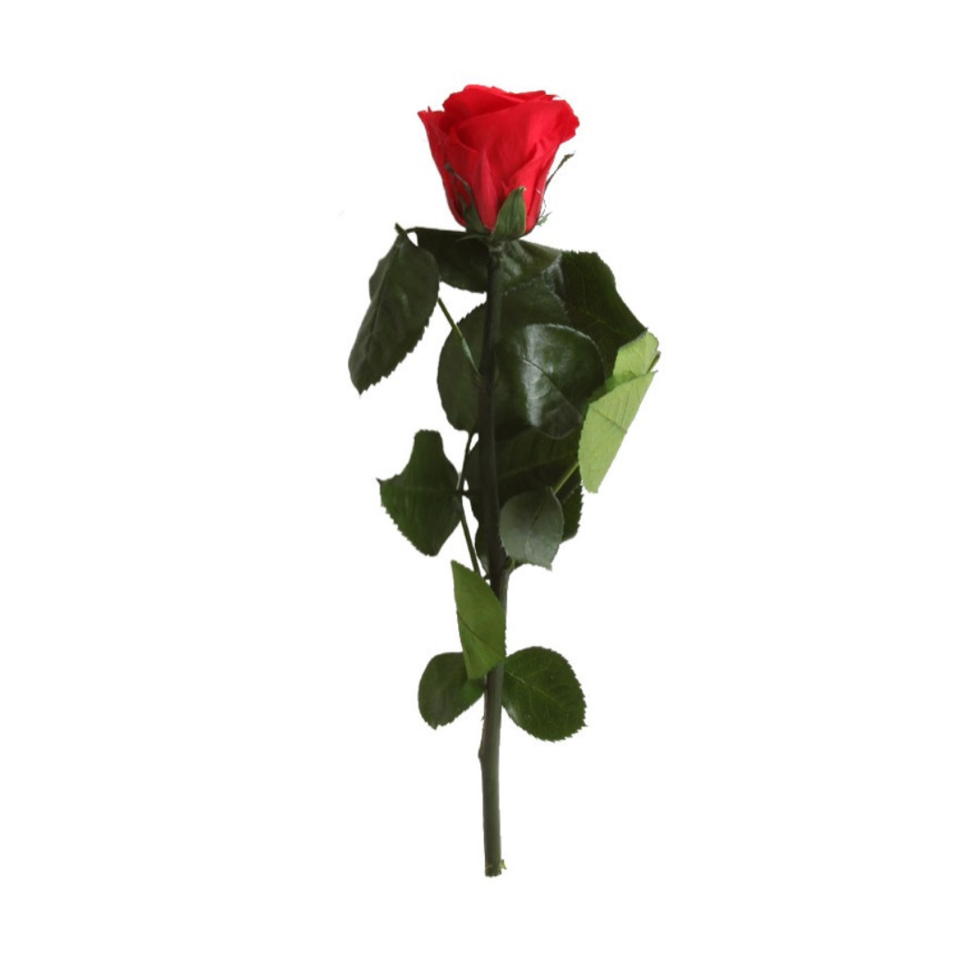 Red Infinity Rose Short Stem