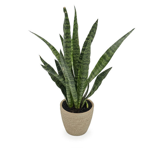 buy snake plant online uk Potted Snake Plant | Sansevieria Zeylanica | | Plant Gift