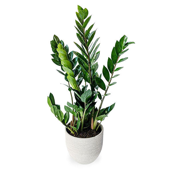 emerald palm plant Emerald Palm