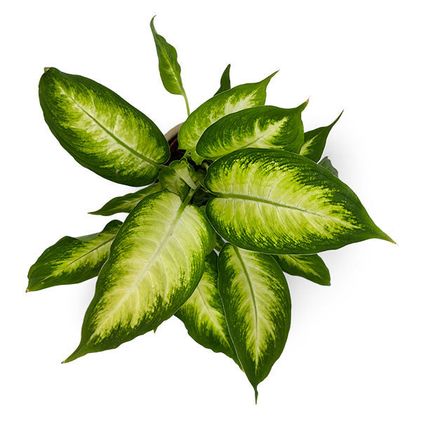 leopard lily dieffenbachia Leopard Lily | Aracea Plant
