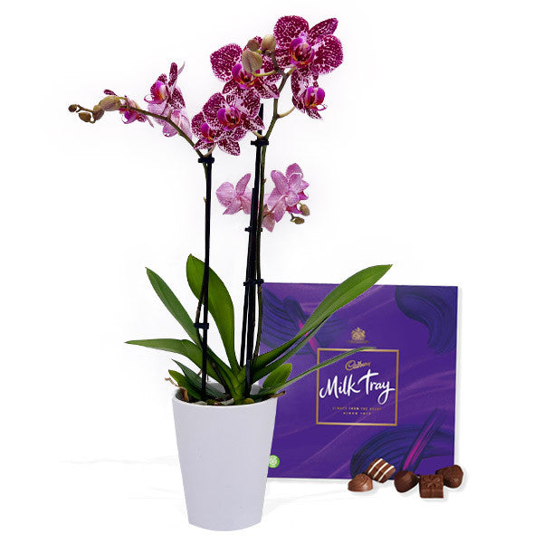 Assorted Triple Stemmed Orchid + Chocolates