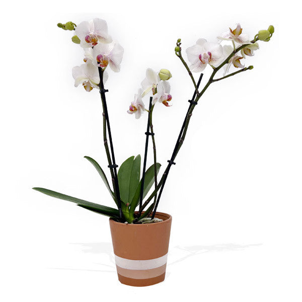 Medium Phalaenopsis Orchid