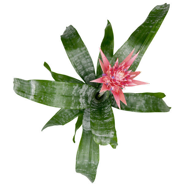 Potted Aechmea Fasciata