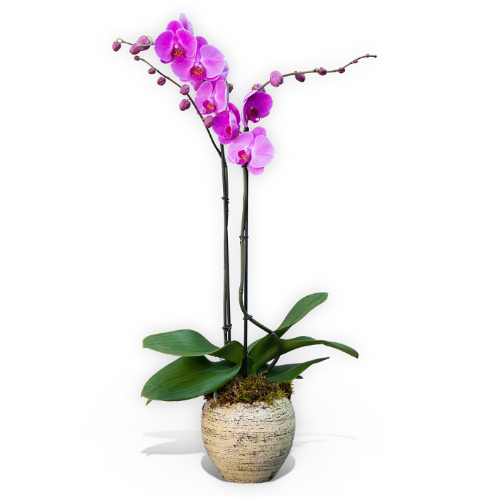 Double Stemmed Pink Orchid image
