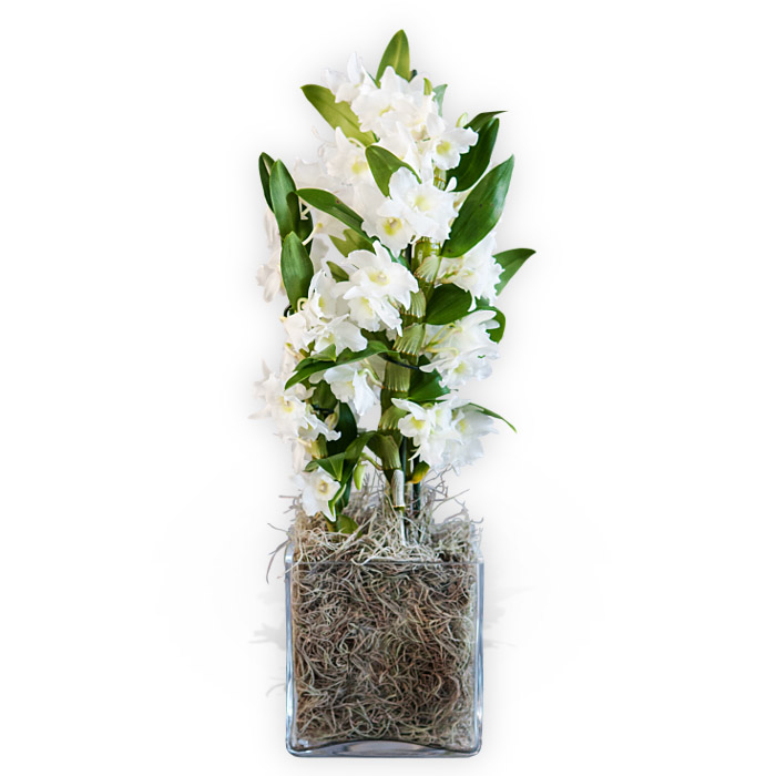 White Dendrobium image