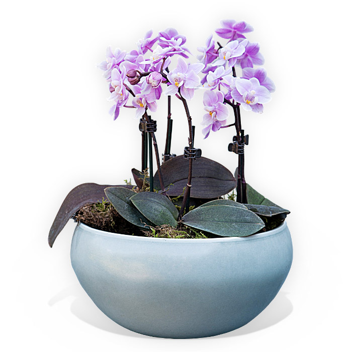Orchids In A Bowl image