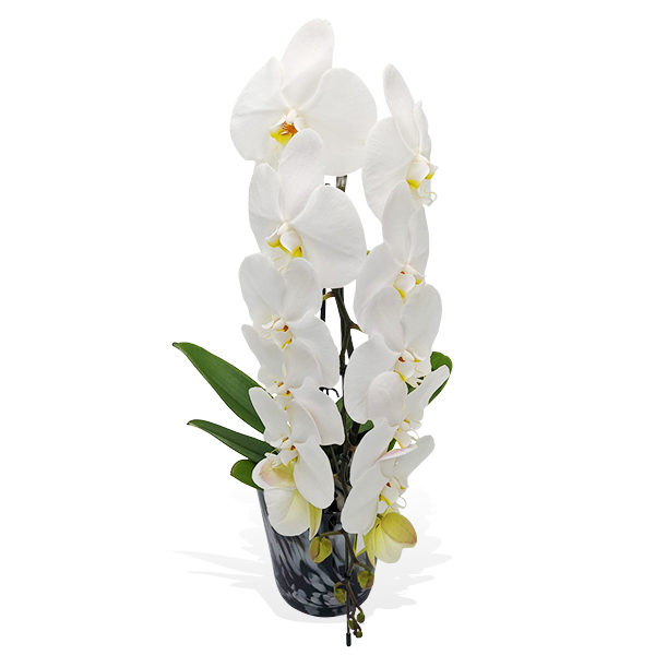 Formidable Orchids image