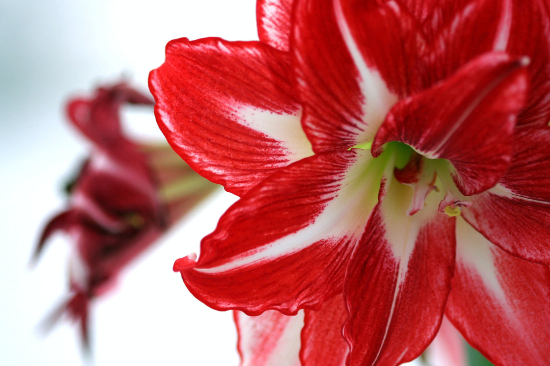 amaryllis at home, amaryllis flower, flower care tips, winter flower decor, winter flowers