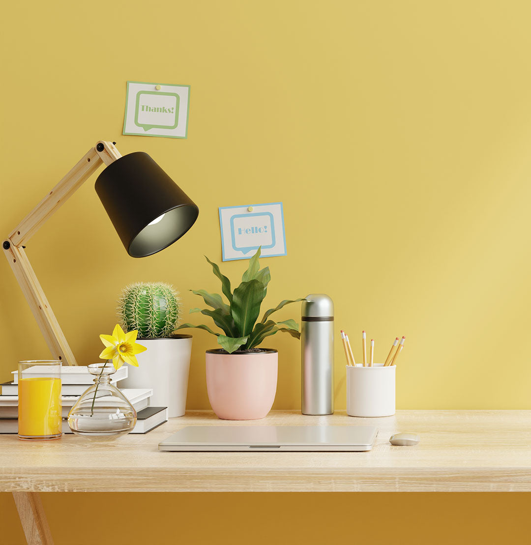 house plants, indoor plants, office plants