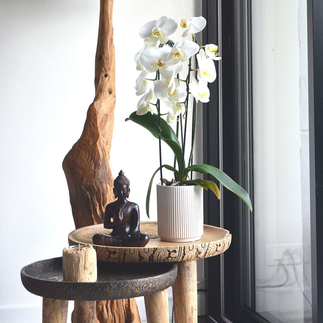 how to care orchids, orchid types  ,