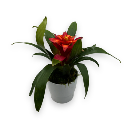 Potted Red Guzmania