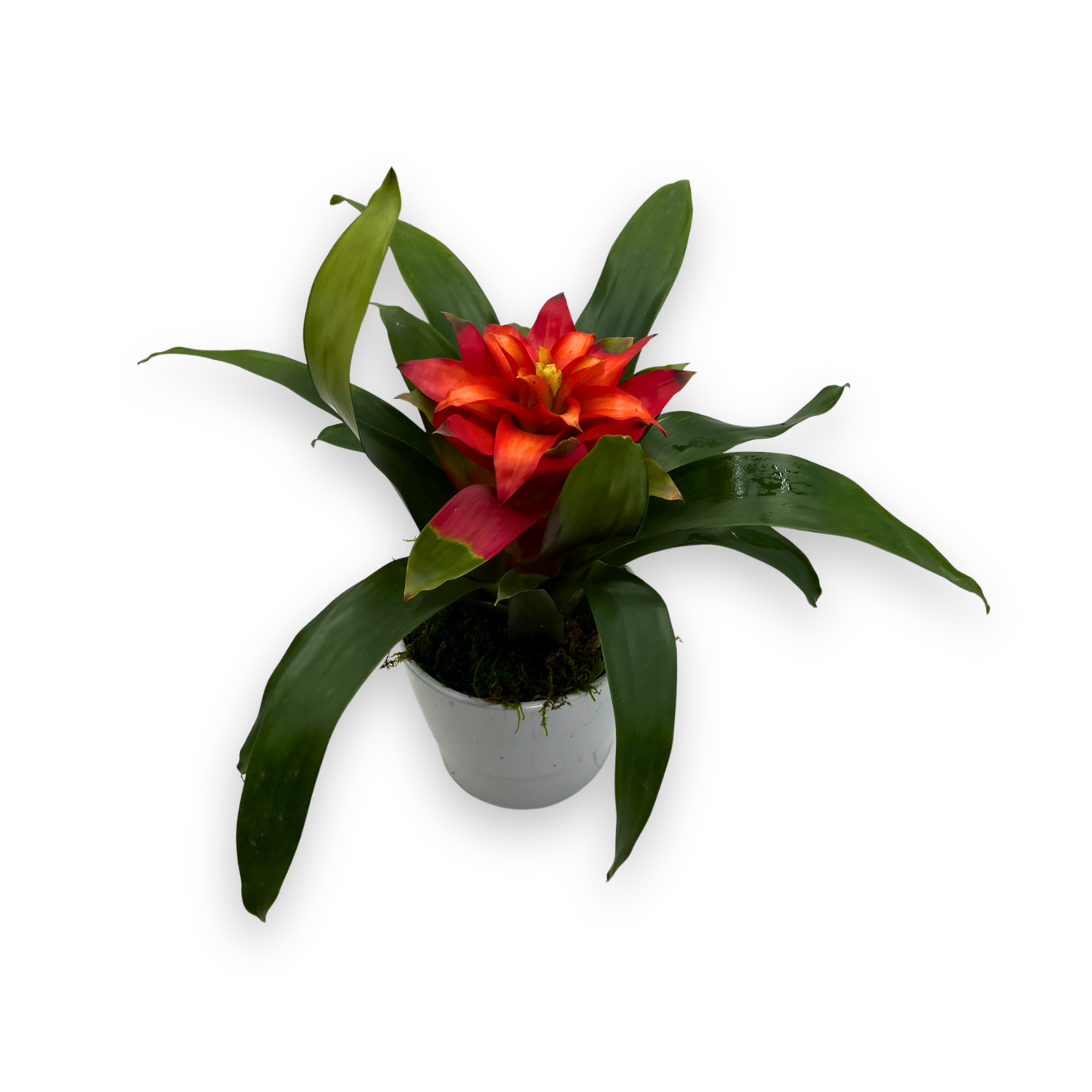 Potted Red Guzmania