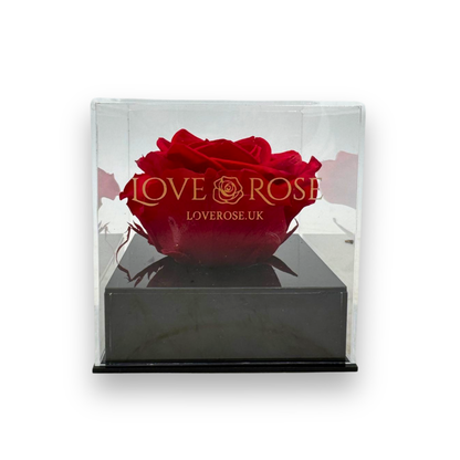 Single rose head in luxury case