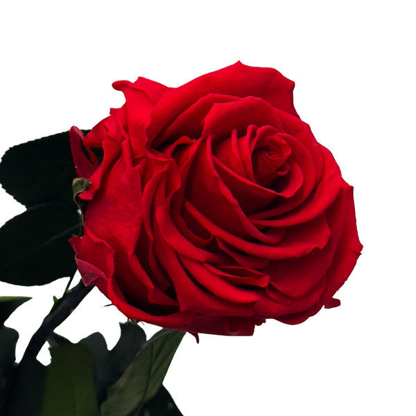 Single Infinity Rose