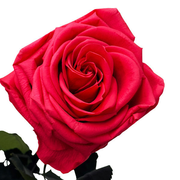 Single Long Stemmed Infinity Dark Pink Rose in Luxury Case