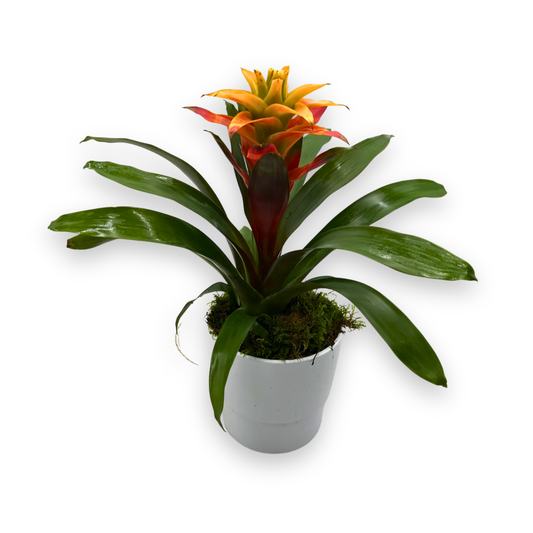 Potted Orange Guzmania