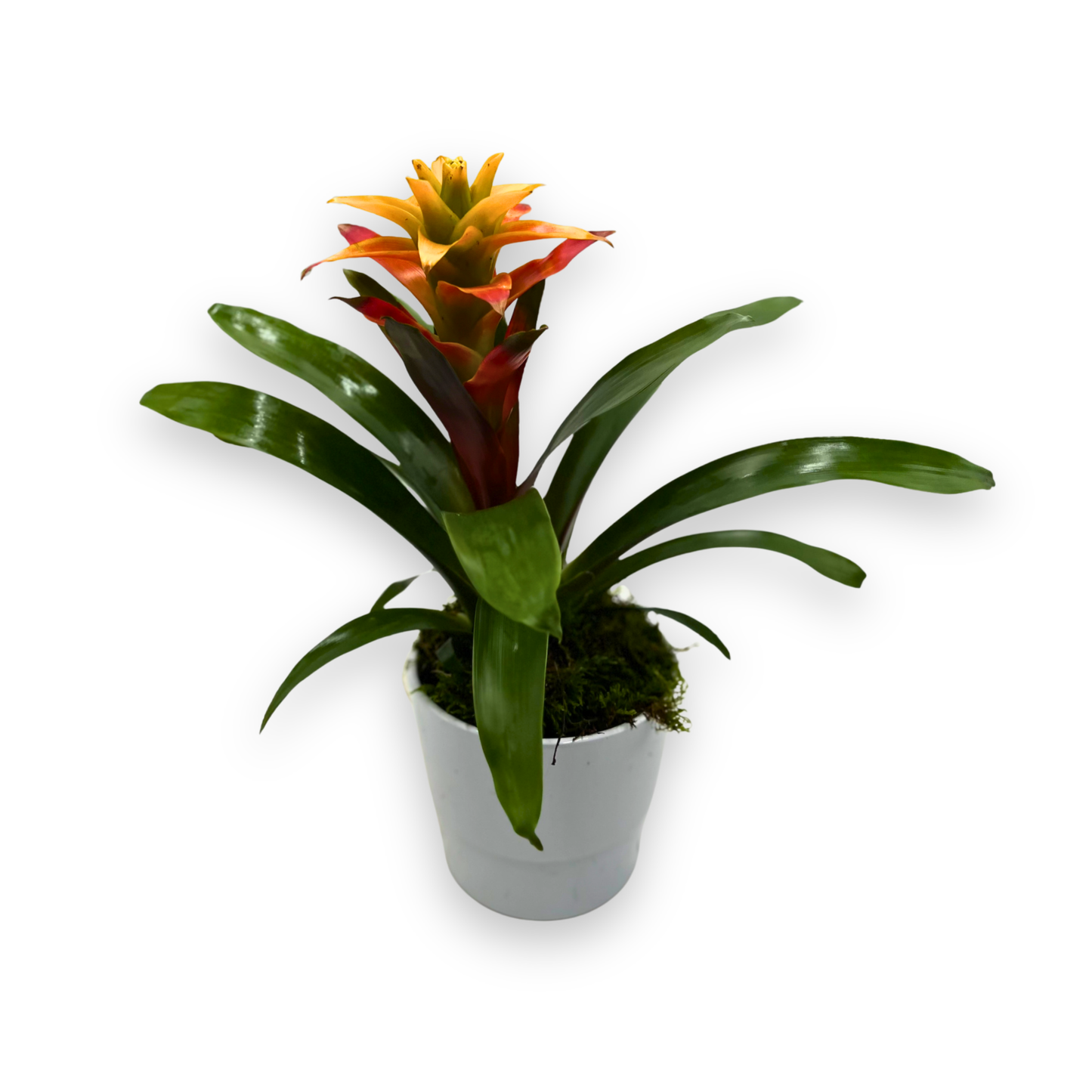 Potted Orange Guzmania