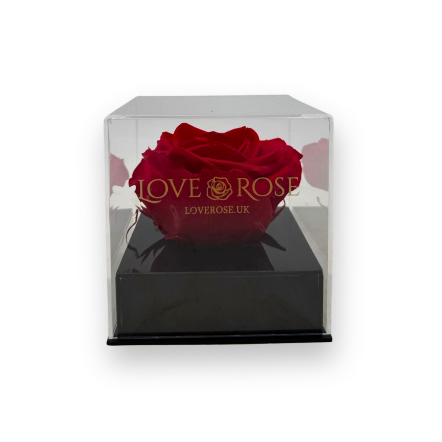 Single rose head in luxury case
