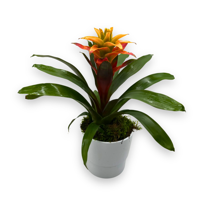 Potted Orange Guzmania