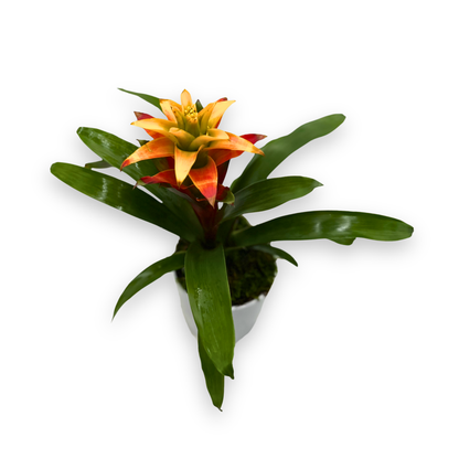 Potted Orange Guzmania