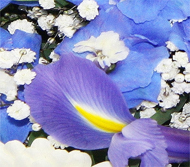 Classic White and Blue Posy