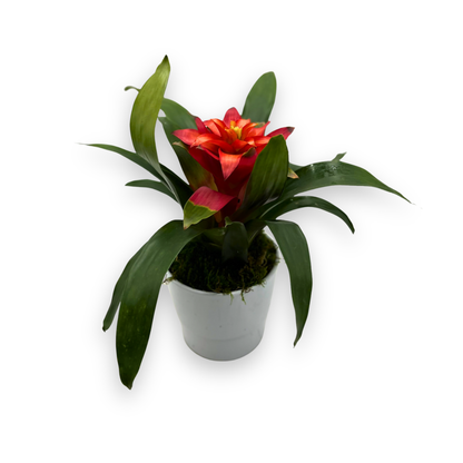 Potted Red Guzmania