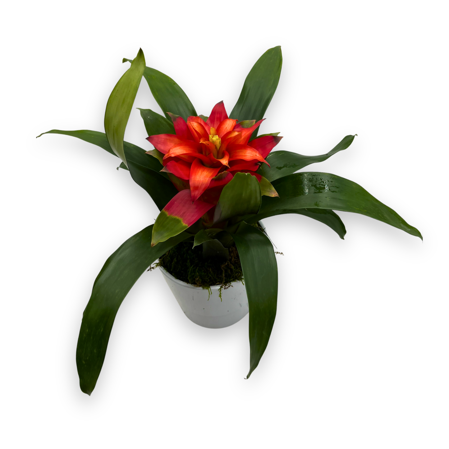 Potted Red Guzmania