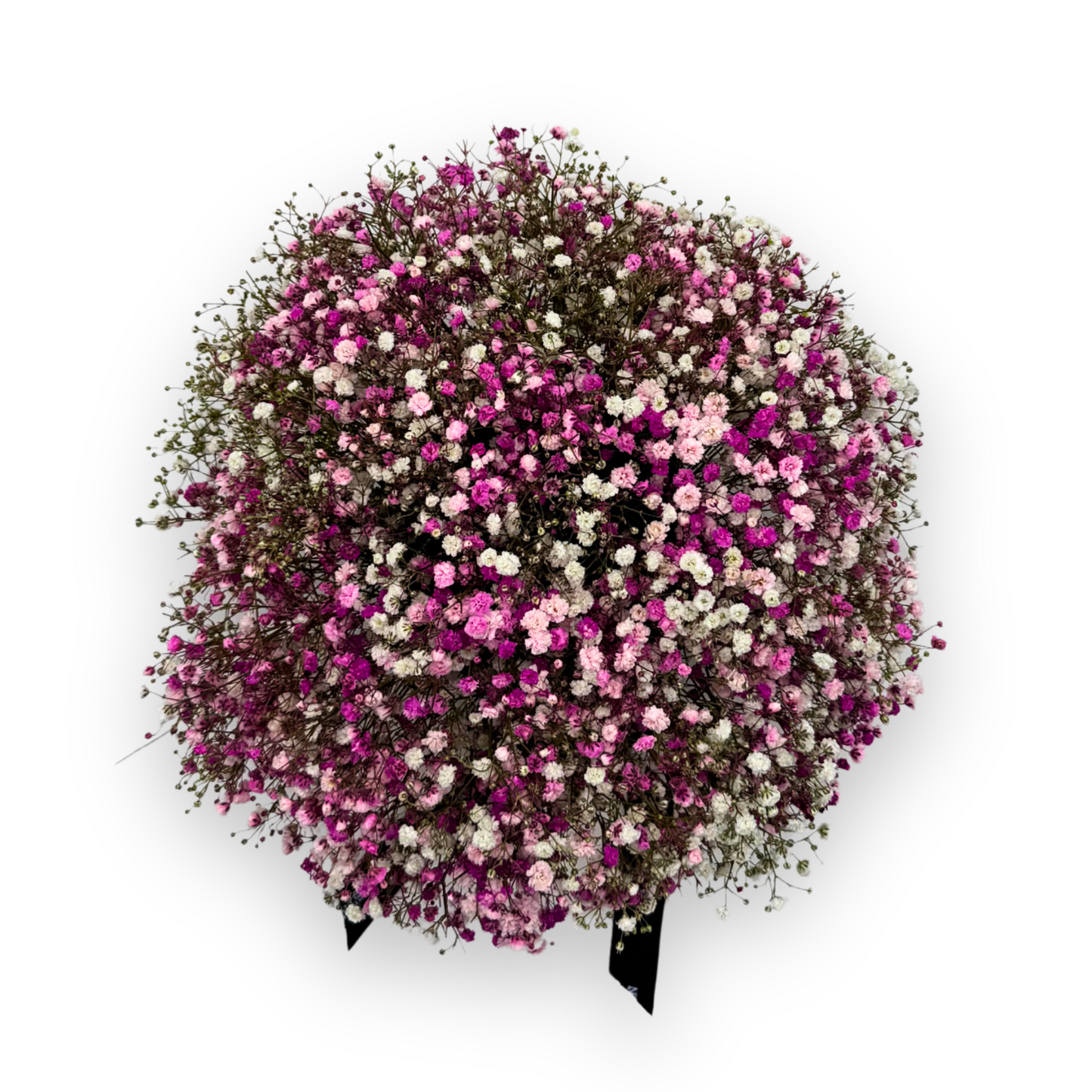 Baby’s Breath in a Black Hat Box
