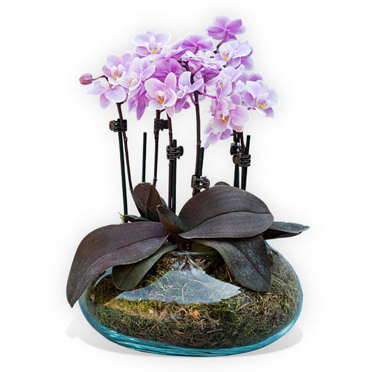 Orchids In A Fish Bowl