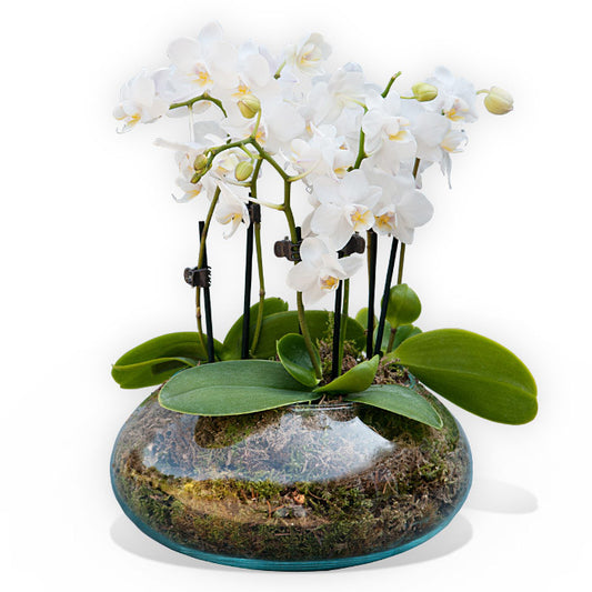 White Orchidea Glass Vase