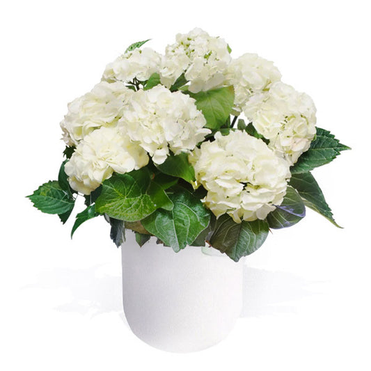 White Hydrangea in Ceramic Pot