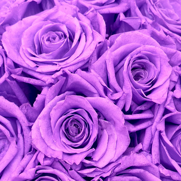 Purple Roses Images