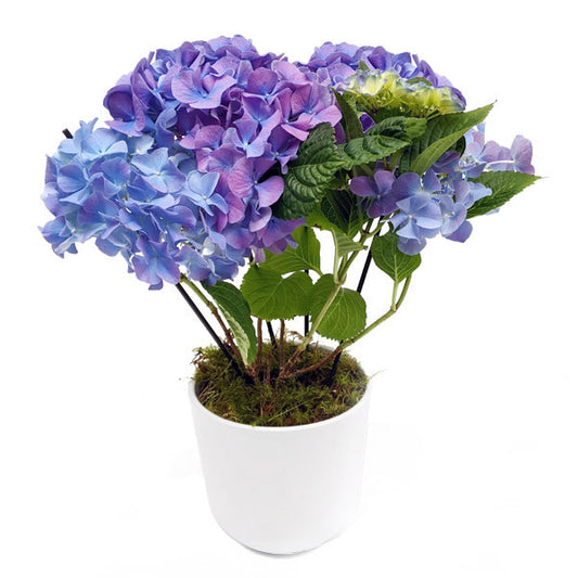 Lavender Blue Hydrangea