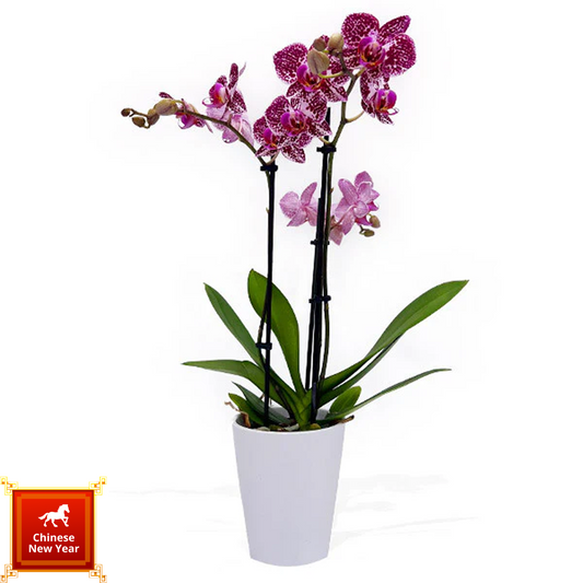 Lucky Steed Bless - 福馬呈祥