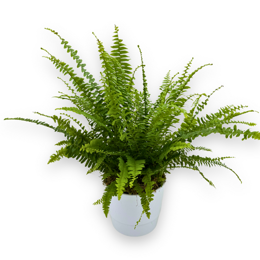 Fern Plant in White Pot