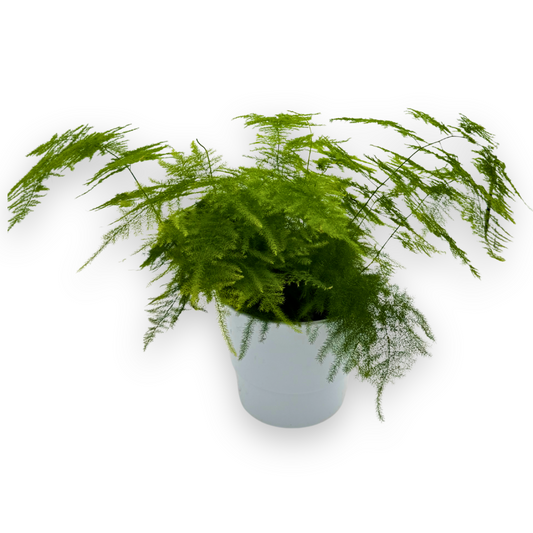 Asparagus Fern in White Pot