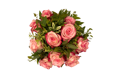 Paloma Blush