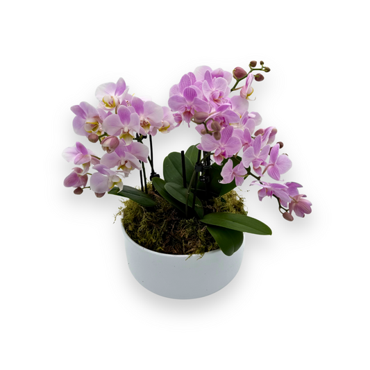 Orchids In A Bowl