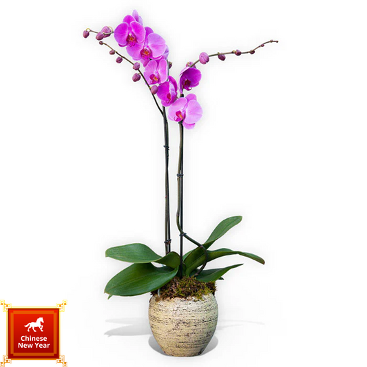 Peach Orchid Bliss - 春桃蘭韻