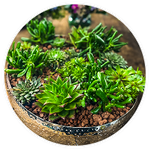 Plants collection