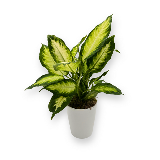 Potted Diffenbachia Plant